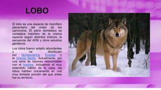El lobo es una especie de mamífero
placentario del orden de los
carnívoros. El perro doméstico se
considera miembro de la misma
especie según distintos indicios, la
secuencia del ADN y otros estudios
genéticos
Los lobos fueron antaño abundantes
y se distribuían
por Norteamérica, Eurasia y
el Oriente Medio. Actualmente, por
una serie de razones relacionadas
con el hombre, incluyendo el muy
extendido hábito de la caza, los
lobos habitan únicamente en una
muy limitada porción del que antes
fue su territorio.
LOBO
 