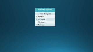 Anatomía Humana
Tipos de tejidos
• Epitelial
• Conjuntivo
• Muscular
• Nervioso
 