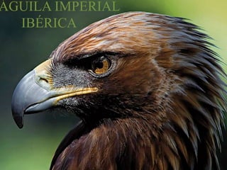 ÁGUILA IMPERIAL
IBÉRICA
 
