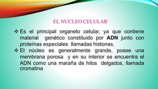 EL NUCLEO CELULAR
 Es el principal organelo celular, ya que contiene
material genético constituido por ADN junto con
proteínas especiales llamadas histonas.
 El núcleo es generalmente grande, posee una
membrana porosa y en su interior se encuentra el
ADN como una maraña de hilos delgados, llamada
cromatina
 