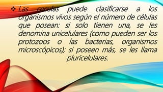  Las ceculas puede clasificarse a los
organismos vivos según el número de células
que posean: si solo tienen una, se les
denomina unicelulares (como pueden ser los
protozoos o las bacterias, organismos
microscópicos); si poseen más, se les llama
pluricelulares.
 