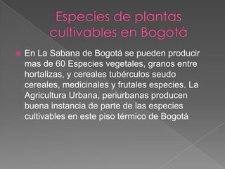    En La Sabana de Bogotá se pueden producir
    mas de 60 Especies vegetales, granos entre
    hortalizas, y cereales tubérculos seudo
    cereales, medicinales y frutales especies. La
    Agricultura Urbana, periurbanas producen
    buena instancia de parte de las especies
    cultivables en este piso térmico de Bogotá
 