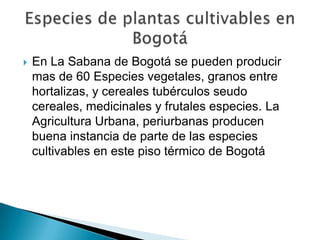    En La Sabana de Bogotá se pueden producir
    mas de 60 Especies vegetales, granos entre
    hortalizas, y cereales tubérculos seudo
    cereales, medicinales y frutales especies. La
    Agricultura Urbana, periurbanas producen
    buena instancia de parte de las especies
    cultivables en este piso térmico de Bogotá
 