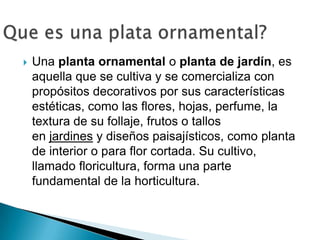    Una planta ornamental o planta de jardín, es
    aquella que se cultiva y se comercializa con
    propósitos decorativos por sus características
    estéticas, como las flores, hojas, perfume, la
    textura de su follaje, frutos o tallos
    en jardines y diseños paisajísticos, como planta
    de interior o para flor cortada. Su cultivo,
    llamado floricultura, forma una parte
    fundamental de la horticultura.
 