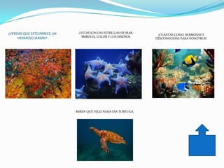 ¿VERDAD QUE ESTO PARECE UN    ¿ESTAS SON LAS ESTRELLAS DE MAR,
                                                                  ¡CUÁNTAS COSAS HERMOSAS Y
                                MIREN EL COLOR Y LOS DISEÑOS
     HERMOSO JARDÍN?                                             DESCONOCIDAS PARA NOSOTROS!




                             MIREN QUÉ FELIZ NADA ESA TORTUGA
 