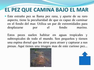 EL PEZ QUE CAMINA BAJO EL MAR
 Este extraño pez se llama pez rana, y aparte de su raro
 aspecto, tiene la peculiaridad de que es capaz de caminar
 en el fondo del mar. Utiliza un par de extremidades para
 desplazarse        por        el      fondo       marino.

 Estos peces suelen habitar en aguas tropicales y
 subtropicales de todo el mundo. Son pequeños y tienen
 una espina dorsal que les sirve para atraer y capturar a sus
 presas. Aquí tienes una imagen mas de este curioso pez...
 