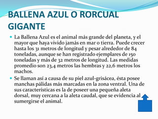 BALLENA AZUL O RORCUAL
GIGANTE
 La Ballena Azul es el animal más grande del planeta, y el
  mayor que haya vivido jamás en mar o tierra. Puede crecer
  hasta los 31 metros de longitud y pesar alrededor de 84
  toneladas, aunque se han registrado ejemplares de 150
  toneladas y más de 32 metros de longitud. Las medidas
  promedio son 23,4 metros las hembras y 22,6 metros los
  machos.
 Se llaman así a causa de su piel azul-grisácea, ésta posee
  manchas pálidas más marcadas en la zona ventral. Una de
  sus características es la de poseer una pequeña aleta
  dorsal, muy cercana a la aleta caudal, que se evidencia al
  sumergirse el animal.
 