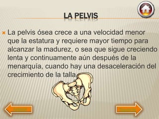 LA PELVIS
 La pelvis ósea crece a una velocidad menor
que la estatura y requiere mayor tiempo para
alcanzar la madurez, o sea que sigue creciendo
lenta y continuamente aún después de la
menarquía, cuando hay una desaceleración del
crecimiento de la talla.
Siguiente
 