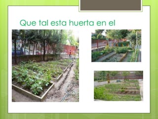 Que tal esta huerta en el
colegio ?
 