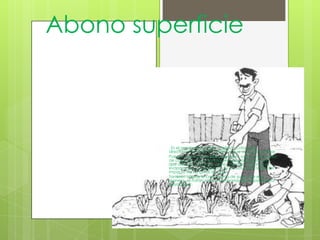 Abono superficie



         . Es el aporte de materia orgánica colocada
         directamente sobre la superficie que se quiere fertilizar.
         Pueden usarse materiales vegetales, como pasto restos
         de cosecha, paja, material semidescompuesto, etc.,
         que además, funciona como "mantillo", evitando la
         evaporación y protegiendo la estructura del suelo del
         impacto de las gotas de agua.
         También impide el crecimiento de yuyos. De esta
         manera, se harán menos necesarias las carpidas para
         desmalezar.
 