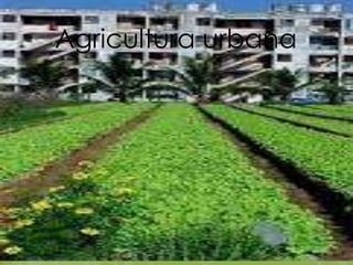 Agricultura urbana
     aaaaaaa
 