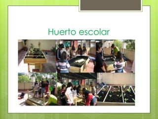Huerto escolar
 