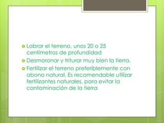  Labrar   el terreno, unos 20 o 25
  centímetros de profundidad
 Desmoronar y triturar muy bien la tierra.
 Fertilizar el terreno preferiblemente con
  abono natural. Es recomendable utilizar
  fertilizantes naturales, para evitar la
  contaminación de la tierra
 