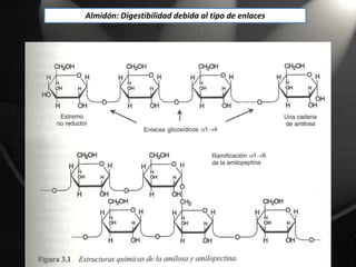 Almidón: Digestibilidad debida al tipo de enlaces
 