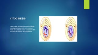 CITOCINESIS
Para que el proceso de división celular
concluye exitosamente lo único que
resta es que se divide el citoplasma. El
proceso de división del citoplasma.
 