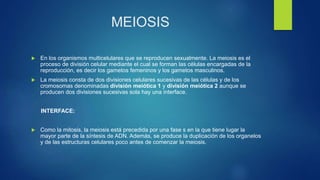 MEIOSIS
 En los organismos multicelulares que se reproducen sexualmente. La meiosis es el
proceso de división celular mediante el cual se forman las células encargadas de la
reproducción, es decir los gametos femeninos y los gametos masculinos.
 La meiosis consta de dos divisiones celulares sucesivas de las células y de los
cromosomas denominadas división meiótica 1 y división meiótica 2 aunque se
producen dos divisiones sucesivas sola hay una interface.
INTERFACE:
 Como la mitosis, la meiosis está precedida por una fase s en la que tiene lugar la
mayor parte de la síntesis de ADN. Además, se produce la duplicación de los organelos
y de las estructuras celulares poco antes de comenzar la meiosis.
 