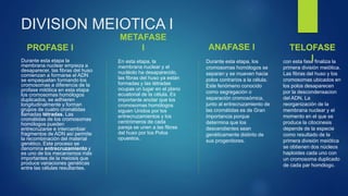DIVISION MEIOTICA I
PROFASE I
Durante esta etapa la
membrana nuclear empieza a
desaparecer, las fibras del huso
comienzan a formarse el ADN
se empaquetan formando los
cromosomas a diferencia de la
profase mitótica en esta etapa
los cromosomas homólogos
duplicados, se adhieren
longitudinalmente y forman
grupos de cuatro cromátidas
llamadas tétradas. Las
cromátidas de los cromosomas
homólogos pueden
entrecruzarse e intercambiar
fragmentos de ADN así permite
la recombinación del material
genético. Este proceso se
denomina entrecruzamiento y
es uno de los mecanismos más
importantes de la meiosis que
produce variaciones genéticas
entre las células resultantes.
METAFASE
I
En esta etapa, la
membrana nuclear y el
nucléolo ha desaparecido,
las fibras del huso ya están
formadas y las tétradas
ocupas un lugar en el plano
ecuatorial de la célula. Es
importante anotar que los
cromosomas homólogos
siguen Unidos por los
entrecruzamientos y los
centrómeros de cada
pareja se unen a las fibras
del huso por los Polos
opuestos.
ANAFASE I
Durante esta etapa, los
cromosomas homólogos se
separan y se mueven hacia
polos contrarios a la célula.
Este fenómeno conocido
como segregación o
separación cromosómica,
junto al entrecruzamiento de
las cromátidas es de Gran
importancia porque
determina que los
descendientes sean
genéticamente distinto de
sus progenitores.
con esta fase finaliza la
primera división meiótica.
Las fibras del huso y los
cromosomas ubicados en
los polos desaparecen
por la descondensacion
del ADN. La
reorganización de la
membrana nuclear y el
momento en el que se
produce la citocinesis
depende de la especie
como resultado de la
primera división meiótica
se obtienen dos núcleos
haploides cada uno con
un cromosoma duplicado
de cada par homólogo.
TELOFASE
I
 