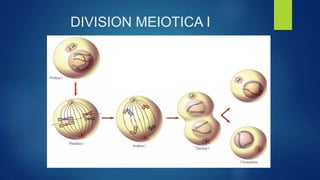 DIVISION MEIOTICA I
 