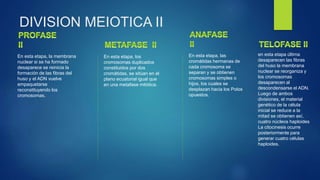 DIVISION MEIOTICA II
En esta etapa, la membrana
nuclear si se ha formado
desaparece se reinicia la
formación de las fibras del
huso y el ADN vuelve
empaquetarse
reconstituyendo los
cromosomas.
En esta etapa, los
cromosomas duplicados
constituidos por dos
cromátidas, se sitúan en el
plano ecuatorial igual que
en una metafase mitótica.
En esta etapa, las
cromátidas hermanas de
cada cromosoma se
separan y se obtienen
cromosomas simples o
hijos, los cuales se
desplazan hacia los Polos
opuestos.
en esta etapa última
desaparecen las fibras
del huso la membrana
nuclear se reorganiza y
los cromosomas
desaparecen al
descondensarse el ADN.
Luego de ambos
divisiones, el material
genético de la célula
inicial se reduce a la
mitad se obtienen así,
cuatro núcleos haploides
La citocinesis ocurre
posteriormente para
generar cuatro células
haploides.
 