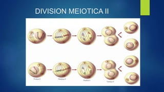 DIVISION MEIOTICA II
 