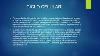 CICLO CELULAR
 Para que la división celular sea posible es necesario que la célula se prepare
la fase de preparación junto con la de división celular constituyen el ciclo
celular, proceso que ocurre en todas las células que conservan la capacidad
de dividirse la duración de este proceso se denomina tiempo de generación y
varía dependiendo del tipo de célula.
 El ciclo celular se regula a partir de diferentes mecanismos y depende del tipo
de organismos. En organismos pluricelulares el ciclo celular se relaciona con
el crecimiento y disminuye cuando el período de crecimiento llega a su fin, sin
embargo puede aumentarse. Por ejemplo, si sufrimos una herida existen
algunos factores ambientales cambios en la temperatura y el pH o
disminución de los nutrientes para la célula que puede hacer que el ciclo
celular disminuya o aumente su velocidad. Las fases que hacen parte del
ciclo celular son:
 