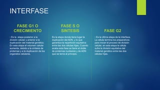 INTERFASE
FASE G1 O
CRECIMIENTO
: Es la etapa posterior a la
división celular y anterior a la
duplicación del material genético.
En esta etapa el volumen celular
aumenta, debido a la síntesis de
proteínas y a la duplicación de los
organelos celulares.
FASE S O
SINTESIS
Es la etapa donde tiene lugar la
duplicación del ADN, y lo que
garantiza la repartición equitativa
entre las dos células hijas. Cuando
acaba esta fase se tiene el doble
de proteínas nucleares y de ADN
que se tenía al principio.
FASE G2
: Es la última etapa de la interface.
La célula termina los preparativos
para iniciar el proceso de división
celular, en esta etapa la célula
sufre la división equitativa del
material genético entre las dos
células hijas.
 