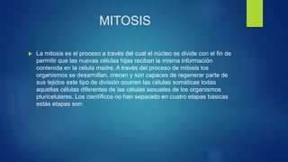 MITOSIS
 La mitosis es el proceso a través del cual el núcleo se divide con el fin de
permitir que las nuevas células hijas reciban la misma información
contenida en la célula madre. A través del proceso de mitosis los
organismos se desarrollan, crecen y son capaces de regenerar parte de
sus tejidos este tipo de división ocurren las células somáticas todas
aquellas células diferentes de las células sexuales de los organismos
pluricelulares. Los científicos no han separado en cuatro etapas básicas
estás etapas son:
 