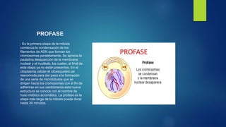 PROFASE
: Es la primera etapa de la mitosis
comienza la condensación de los
filamentos de ADN que forman los
cromosomas paralelamente, Se aprecia la
paulatina desaparición de la membrana
nuclear y el nucléolo, los cuales, al final de
esta etapa ya no están presentes. En el
citoplasma celular el citoesqueleto se
reacomoda para dar paso a la formación
de una serie de microtúbulos que se
dirigen hacia los cromosomas con el fin de
adherirse en sus centrómeros esta nueva
estructura se conoce con el nombre de
huso mitótico acromático. La profase es la
etapa más larga de la mitosis puede durar
hasta 30 minutos.
 