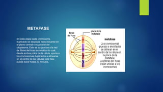 METAFASE
En esta etapa cada cromosoma
duplicado se desplaza hasta situarse en
el plano central o ecuatorial del
citoplasma. Esto se da gracias a la red
de fibras del huso acromático lo cual,
desde ambos polos de la célula, ayuda a
los cromosomas duplicados a alinearse
en el centro de las células esta fase
puede durar hasta 20 minutos.
 
