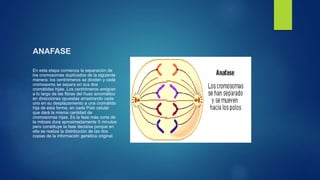 ANAFASE
En esta etapa comienza la separación de
los cromosomas duplicados de la siguiente
manera: los centrómeros se dividen y cada
cromosoma se separa en sus dos
cromátidas hijas. Los centrómeros emigran
a lo largo de las fibras del huso acromático
en direcciones opuestas arrastrando cada
uno en su desplazamiento a una cromatida
hija de esta forma, en cada Polo celular
que dará la misma cantidad de
cromosomas hijas. Es la fase más corta de
la mitosis dura aproximadamente 5 minutos
pero constituye la fase decisiva porque en
ella se realiza la distribución de las dos
copias de la información genética original.
 