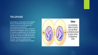 TELOFASE
esta etapa se caracteriza por la llegada
de los cromosomas hijas a los polos
celulares el uso se desintegra, los
cromosomas comienzan a
descondensarse para volver adaptar la
apariencia de delgada cebras y aparece
el nucléolo paralelamente, la membrana
nuclear comienza a reorganizarse para
ayudar las copias del material genético
del citoplasma esta etapa dura unos 20
minutos. Al final se observan dos
núcleos casi completamente formados.
 