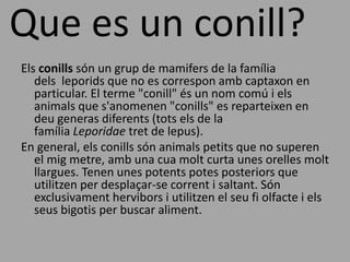 Que es un conill?
Els conills són un grup de mamifers de la família
dels leporids que no es correspon amb captaxon en
particular. El terme "conill" és un nom comú i els
animals que s'anomenen "conills" es reparteixen en
deu generas diferents (tots els de la
família Leporidae tret de lepus).
En general, els conills són animals petits que no superen
el mig metre, amb una cua molt curta unes orelles molt
llargues. Tenen unes potents potes posteriors que
utilitzen per desplaçar-se corrent i saltant. Són
exclusivament hervibors i utilitzen el seu fi olfacte i els
seus bigotis per buscar aliment.
 