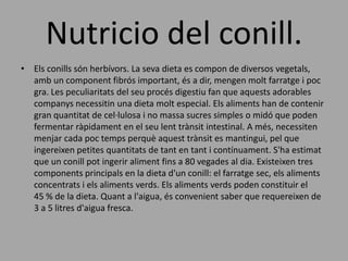 Nutricio del conill.
• Els conills són herbívors. La seva dieta es compon de diversos vegetals,
amb un component fibrós important, és a dir, mengen molt farratge i poc
gra. Les peculiaritats del seu procés digestiu fan que aquests adorables
companys necessitin una dieta molt especial. Els aliments han de contenir
gran quantitat de cel·lulosa i no massa sucres simples o midó que poden
fermentar ràpidament en el seu lent trànsit intestinal. A més, necessiten
menjar cada poc temps perquè aquest trànsit es mantingui, pel que
ingereixen petites quantitats de tant en tant i contínuament. S'ha estimat
que un conill pot ingerir aliment fins a 80 vegades al dia. Existeixen tres
components principals en la dieta d'un conill: el farratge sec, els aliments
concentrats i els aliments verds. Els aliments verds poden constituir el
45 % de la dieta. Quant a l'aigua, és convenient saber que requereixen de
3 a 5 litres d'aigua fresca.
 