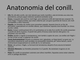 Anatonomia del conill.
• Ulls: Els ulls dels conills, són més laterals que molts mamífers; això els brinda una vista més
panoràmica, perquè puguin detectar qualsevol predador prop.
• Ossos: L'esquelet del conill és molt fràgil, sent solament el 8% del total del pes corporal. Els
ossos llargs i l'espina lumbar, que estan cobertes per una gran quantitat de múscul, són molt
susceptibles a sofrir fractures.
• Papada: Les femelles de moltes races posseïxen papada. Aquesta àrea és un lloc de
dermatitis, especialment en conilles obeses, que mantenen aquesta zona humida i en climes
humits i càlids.
• Dents: Creixen contínuament (10 a 12 centímetres en la vida d'un conill). Els conills presenten
2 parells de dents incisives. El parell més petits d'incisius estan darrere dels grans i no
posseïxen una vora filós.
• Orelles: Ajuden a regular la temperatura, com també a captar els sons. Les orelles són fràgils i
no han d'usar-se per a subjectar als conills.
• Tracte Gastrointestinal: Posseïx un estómac únic i glandular, un llarg intestí i un gran cec. La
microflora intestinal és molt sensible a la osmoralitat intestinal, pH i altres factors, canvis
d'alimentació (especialment en conills de 4 a 12 setmanes).
• Venes: són primes i fràgils. La formació de hematomes després d'una vacuna és bastant
comuna.
• Glàndula Mamaria: Les femelles presenten 4 a 5 parells. No existeixen mugrons en els
mascles.
• Potes: Els conills no posseïxen coixinets com altres mamífers. Aquestes zones estan cobertes
amb un pelatge abundant.
 