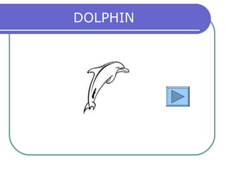 DOLPHIN