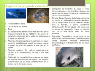 Especies en peligro de extinción
 Rinoceronte de Java
 Leopardo de las nieves
 Tigre
 Su población ha disminuido a más del 60% por la
invasión humana de su hábitat y, de nuevo, la
caza furtiva (también se le atribuyen poderes en
la medicina oriental).
 Atún rojo: En grave peligro de extinción, se están
tomando medidas para reducir su pesca, ya que
el boom del sushi ha puesto a este pez en la
picota.
 Elefante asiático: En peligro principalmente
debido a la deforestación de las zonas que
ocupan
 Delfín del rio Irrawaddy Muere porque asciende
en nivel de salinidad en las aguas, por la poca
supervivencia de las crías, contaminación en la
zona y por la forma de pesca
 Orangután de Sumatra: su caza y venta
como mascotas, y las grandes industrias de
extracción de aceite de palma son las causas
de su crítica situación.
 Tortuga Baula: Especie de tortuga marina, se
encuentra en serio peligro de extinción junto
con la tortuga laúd. Aunque cada vez atraen
más al turismo, la pesca accidental,
contaminación de las aguas y la caza para
conseguir su caparazón, carne o huevos,
han hecho una brutal mella en estos
animales.
 Oso polar: Es quizás el mayor icono de los
efectos del cambio climático. Su hábitat lleva
varias décadas viéndose seriamente
amenazado por el derretimiento de los polos
del Ártico
 