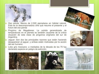  Oso panda: Menos de 2.500 ejemplares en hábitat natural.
Esta es la descorazonadora cifra que resume el presente y el
futuro del oso panda
 Pingüino de Magallanes: La subida generalizada de
temperaturas en el planeta es también causante de la crítica
situación de esta clase de pingüinos originaria del sur de
Argentina.
 Jaguar: Son dos las principales razones que están haciendo
desaparecer al jaguar, y ambas están motivadas por la acción
del ser humano.
 Lobo gris mexicano: a mediados de la década de los 70 fue
declarado especie en peligro de extinción.
 