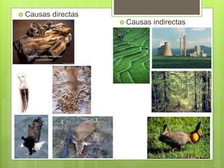 Causas directas
 Causas indirectas
 