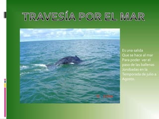 TRAVESÍA POR EL MAREs una salidaQue se hace al marPara poder  ver el paso de las ballenas Jorobadas en la Temporada de julio a Agosto.