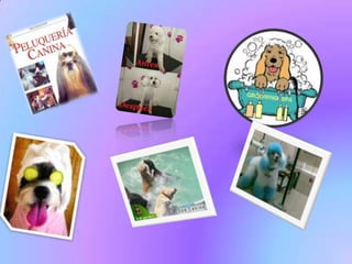 TIPOS DE RAZAS CANINAS