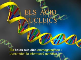 Els àcids nucleics emmagatzemen i
transmeten la informació genètica.
 