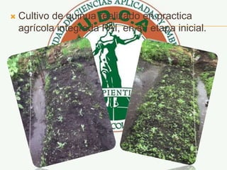  Cultivo de quinua realizado en practica
agrícola integrada PAI, en su etapa inicial.
 