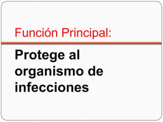 Función Principal:
Protege al
organismo de
infecciones
 