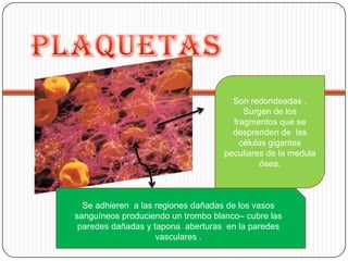 Son redondeadas .
                                         Surgen de los
                                      fragmentos que se
                                      desprenden de las
                                        células gigantes
                                    peculiares de la medula
                                              ósea.



  Se adhieren a las regiones dañadas de los vasos
sanguíneos produciendo un trombo blanco– cubre las
 paredes dañadas y tapona aberturas en la paredes
                    vasculares .
 