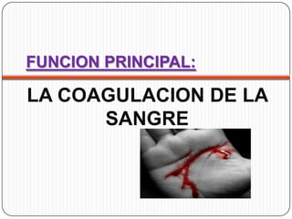 FUNCION PRINCIPAL:

LA COAGULACION DE LA
      SANGRE
 