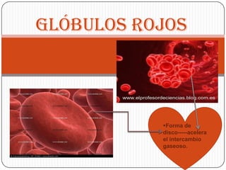 Glóbulos rojos




           Forma de
           disco-----acelera
           el intercambio
           gaseoso.
 