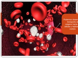 Podemos observ
    transporte de
  oxigeno hacia l
 células y tejidos
       cuerpo.
 