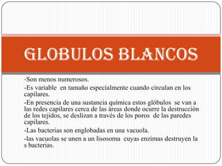 GLOBULOS BLANCOS
-Son menos numerosos.
-Es variable en tamaño especialmente cuando circulan en los
capilares.
-En presencia de una sustancia química estos glóbulos se van a
las redes capilares cerca de las áreas donde ocurre la destrucción
de los tejidos, se deslizan a través de los poros de las paredes
capilares.
-Las bacterias son englobadas en una vacuola.
-las vacuolas se unen a un lisosoma cuyas enzimas destruyen la
s bacterias.
 