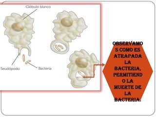 Observamo
 s como es
atrapada
     la
 bacteria,
permitiend
    o la
muerte de
     la
 bacteria.
 