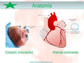 www.fundaciondelcorazon.com
AnatomíaAnatomía
Arterias coronariasCorazón (miocardio)
 